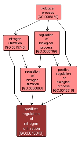 GO:0045848 - positive regulation of nitrogen utilization (interactive image map)