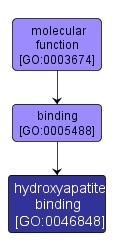 GO:0046848 - hydroxyapatite binding (interactive image map)