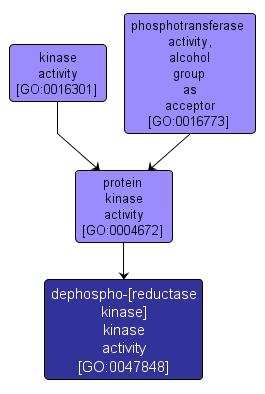 GO:0047848 - dephospho-[reductase kinase] kinase activity (interactive image map)
