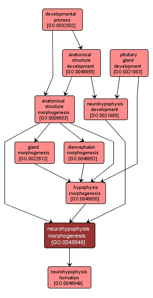 GO:0048848 - neurohypophysis morphogenesis (interactive image map)
