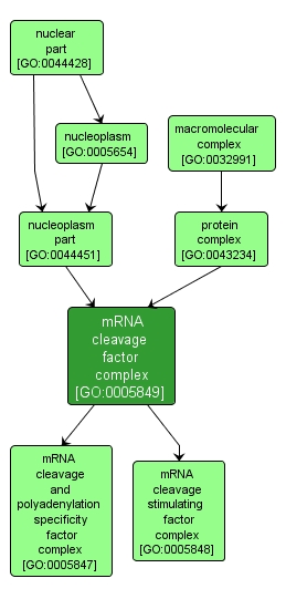 GO:0005849 - mRNA cleavage factor complex (interactive image map)