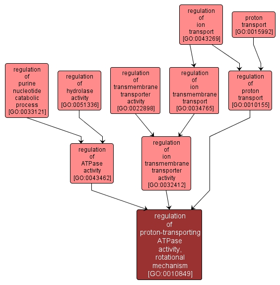 GO:0010849 - regulation of proton-transporting ATPase activity, rotational mechanism (interactive image map)