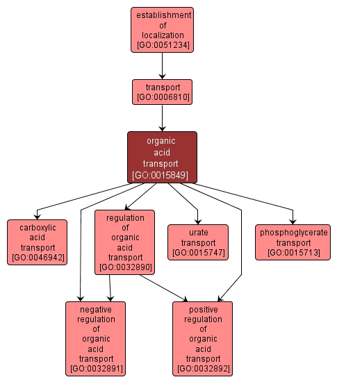 GO:0015849 - organic acid transport (interactive image map)