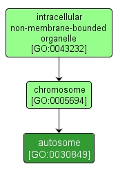 GO:0030849 - autosome (interactive image map)