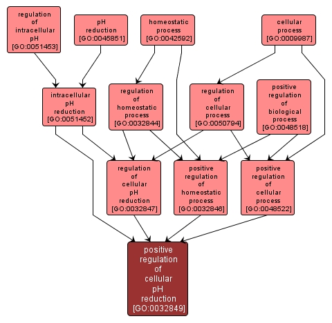 GO:0032849 - positive regulation of cellular pH reduction (interactive image map)