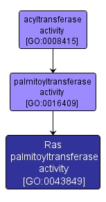 GO:0043849 - Ras palmitoyltransferase activity (interactive image map)