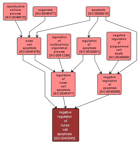 GO:0045849 - negative regulation of nurse cell apoptosis (interactive image map)