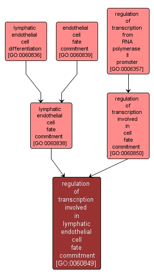 GO:0060849 - regulation of transcription involved in lymphatic endothelial cell fate commitment (interactive image map)