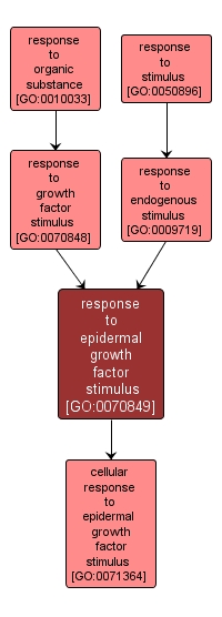 GO:0070849 - response to epidermal growth factor stimulus (interactive image map)