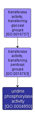 GO:0004850 - uridine phosphorylase activity (interactive image map)