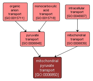 GO:0006850 - mitochondrial pyruvate transport (interactive image map)