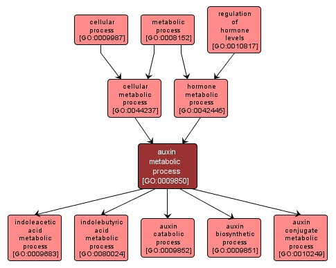 GO:0009850 - auxin metabolic process (interactive image map)