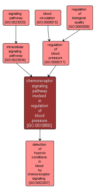 GO:0010850 - chemoreceptor signaling pathway involved in regulation of blood pressure (interactive image map)