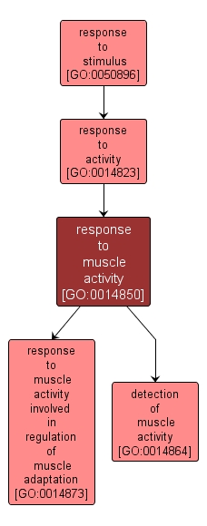 GO:0014850 - response to muscle activity (interactive image map)