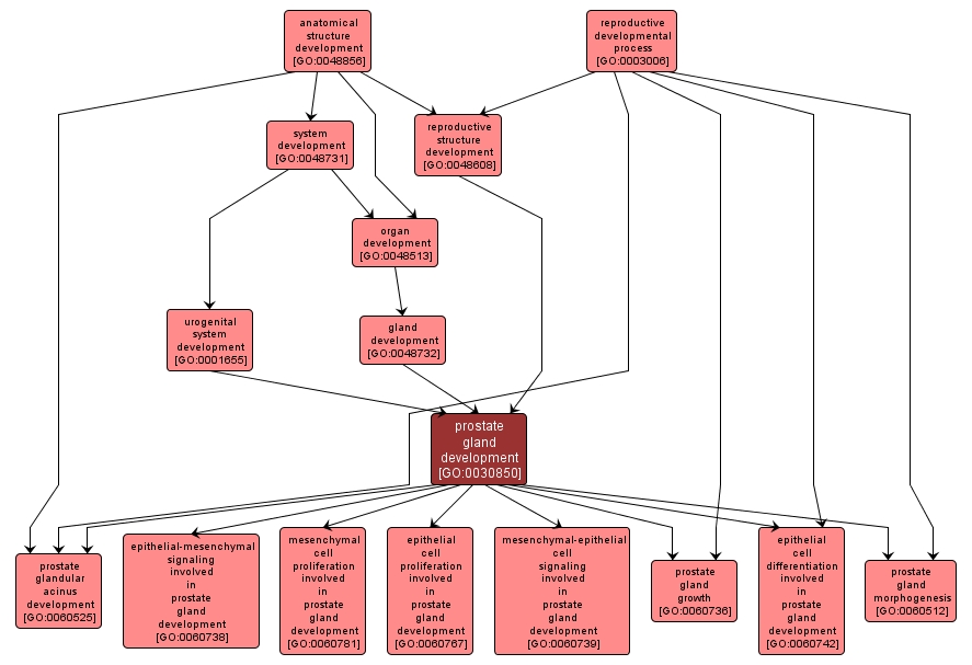 GO:0030850 - prostate gland development (interactive image map)