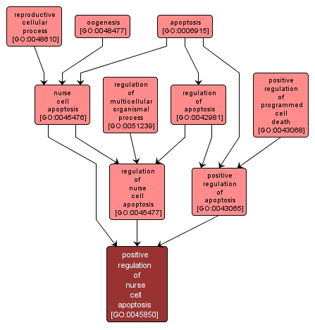 GO:0045850 - positive regulation of nurse cell apoptosis (interactive image map)