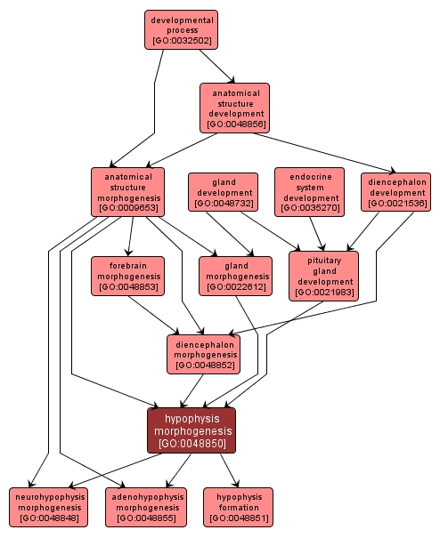 GO:0048850 - hypophysis morphogenesis (interactive image map)