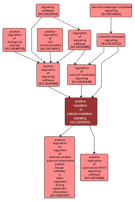 GO:0050850 - positive regulation of calcium-mediated signaling (interactive image map)