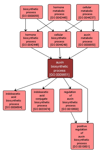 GO:0009851 - auxin biosynthetic process (interactive image map)