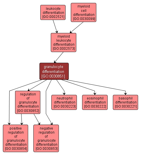 GO:0030851 - granulocyte differentiation (interactive image map)