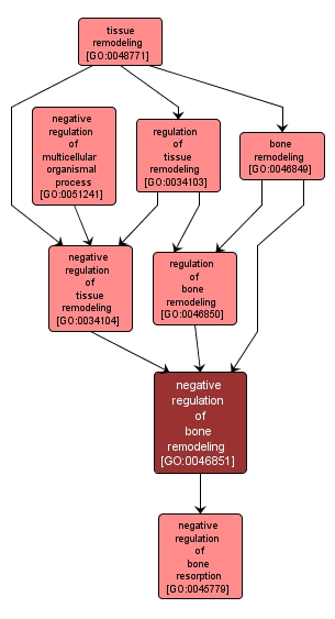GO:0046851 - negative regulation of bone remodeling (interactive image map)