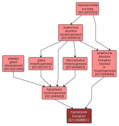 GO:0048851 - hypophysis formation (interactive image map)
