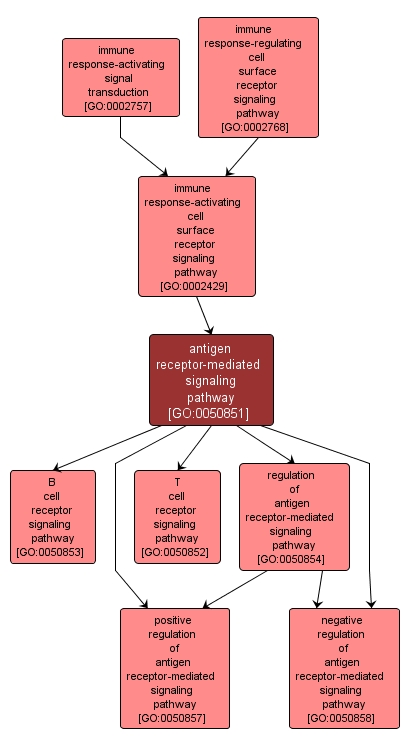 GO:0050851 - antigen receptor-mediated signaling pathway (interactive image map)