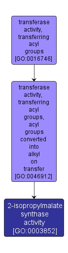 GO:0003852 - 2-isopropylmalate synthase activity (interactive image map)