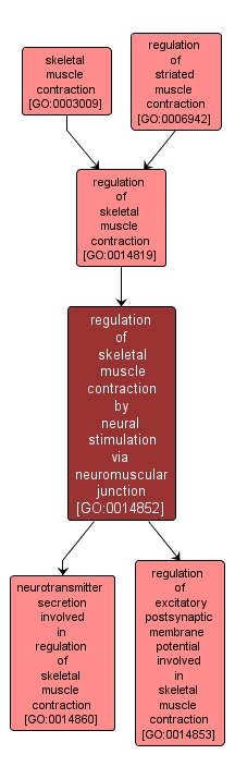 GO:0014852 - regulation of skeletal muscle contraction by neural stimulation via neuromuscular junction (interactive image map)