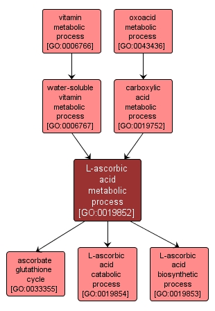 GO:0019852 - L-ascorbic acid metabolic process (interactive image map)