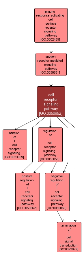 GO:0050852 - T cell receptor signaling pathway (interactive image map)