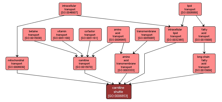 GO:0006853 - carnitine shuttle (interactive image map)