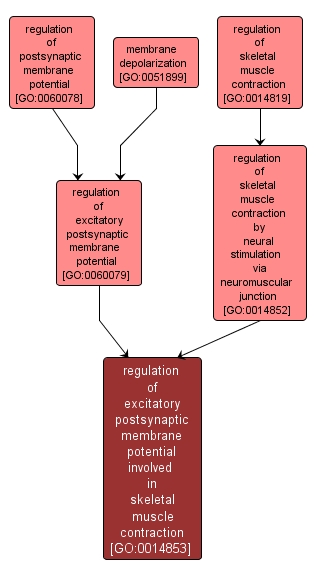 GO:0014853 - regulation of excitatory postsynaptic membrane potential involved in skeletal muscle contraction (interactive image map)