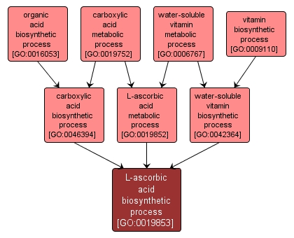 GO:0019853 - L-ascorbic acid biosynthetic process (interactive image map)