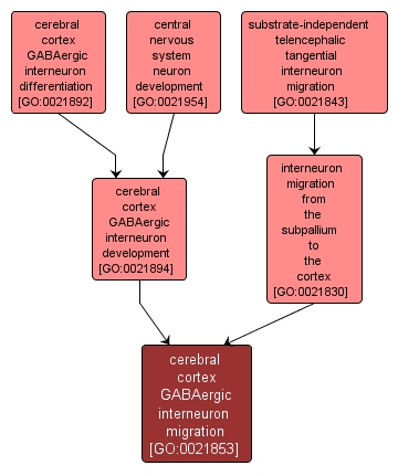 GO:0021853 - cerebral cortex GABAergic interneuron migration (interactive image map)