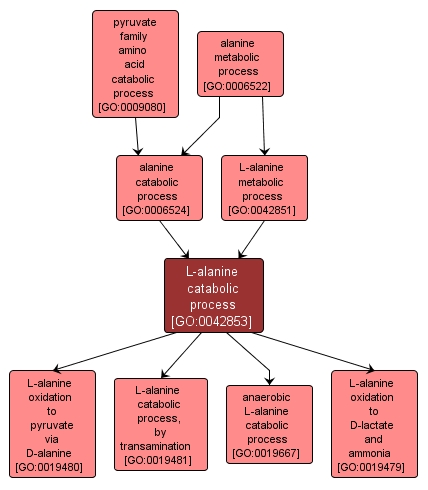 GO:0042853 - L-alanine catabolic process (interactive image map)