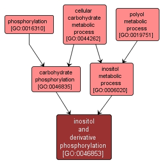 GO:0046853 - inositol and derivative phosphorylation (interactive image map)