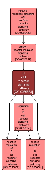 GO:0050853 - B cell receptor signaling pathway (interactive image map)