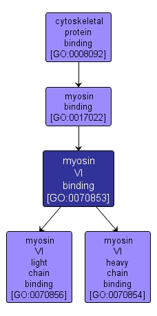 GO:0070853 - myosin VI binding (interactive image map)