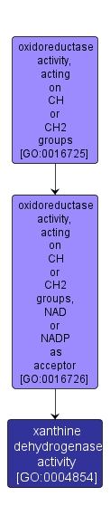 GO:0004854 - xanthine dehydrogenase activity (interactive image map)