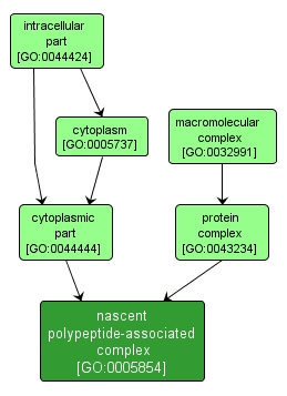 GO:0005854 - nascent polypeptide-associated complex (interactive image map)
