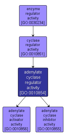 GO:0010854 - adenylate cyclase regulator activity (interactive image map)