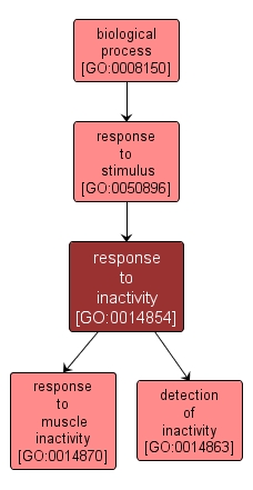GO:0014854 - response to inactivity (interactive image map)