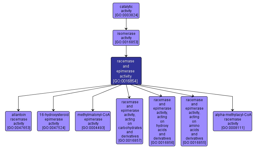 GO:0016854 - racemase and epimerase activity (interactive image map)