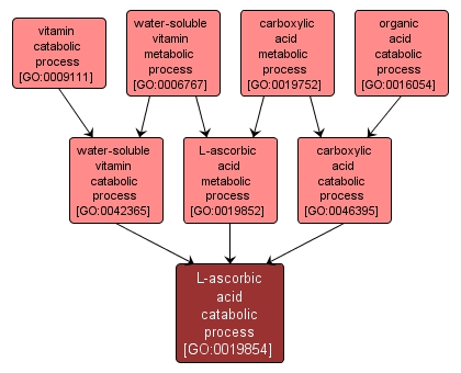 GO:0019854 - L-ascorbic acid catabolic process (interactive image map)