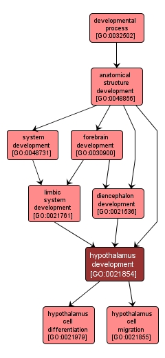 GO:0021854 - hypothalamus development (interactive image map)