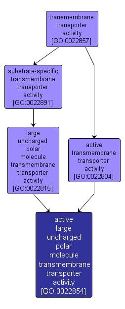 GO:0022854 - active large uncharged polar molecule transmembrane transporter activity (interactive image map)