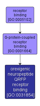 GO:0031854 - orexigenic neuropeptide QRFP receptor binding (interactive image map)