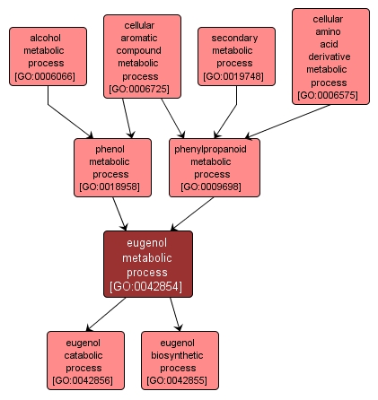GO:0042854 - eugenol metabolic process (interactive image map)
