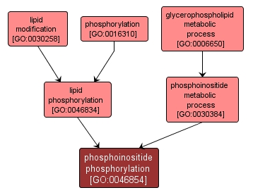 GO:0046854 - phosphoinositide phosphorylation (interactive image map)